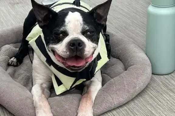 Lost Dog: Black & White, Red Eyes in Hale
