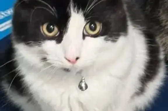 Lost Fluffy Cat: Black Spot & Tail - Methuen