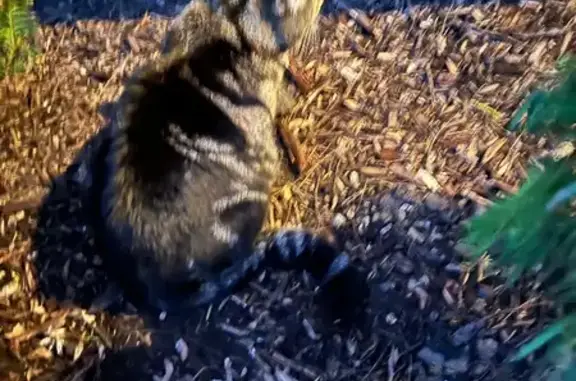 Friendly Cat Found on Leverenz Rd, Naperville