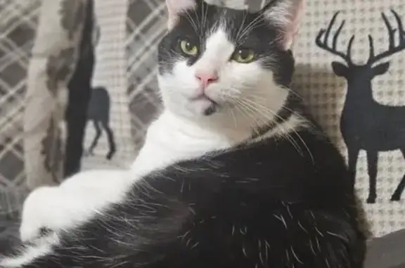 Lost Cat: Rune - White Paws & Sweet Heart