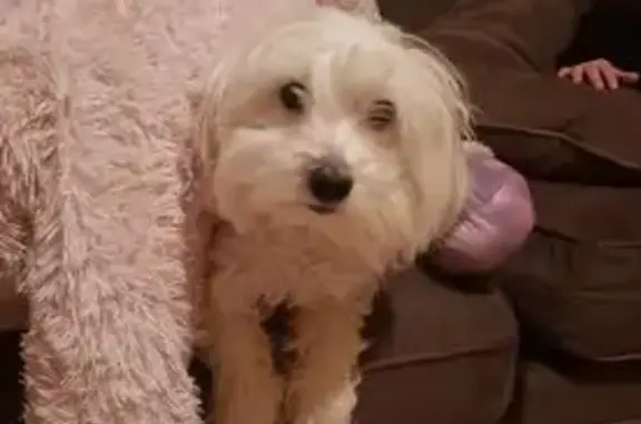 Lost Maltese: White, Playful, Hilltop Dr