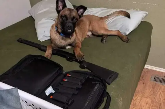 Lost Dog Alert: Belgian Mix with Unique Underbite