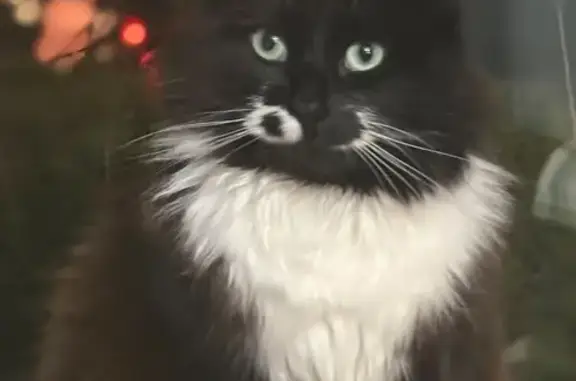 Lost Tuxedo Cat on Canning Street