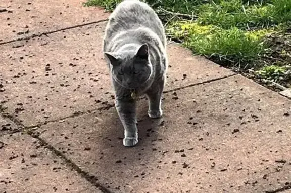 Lost Chunky Gray Cat: North McKenna Ave