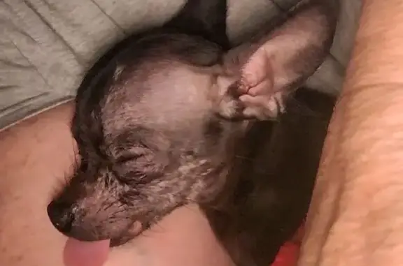 Missing Chihuahua: Black, Bald Spots - 34721