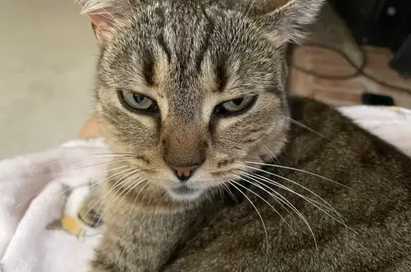 Lost Fluffy Tabby on New Hope Road