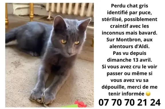 Chat perdu, Montbron, photo: Chat gris perdu à Montbron
