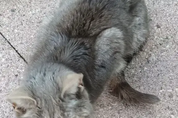 Chat trouvé Essert, photo: Chat âgé et sociable trouvé à Essert