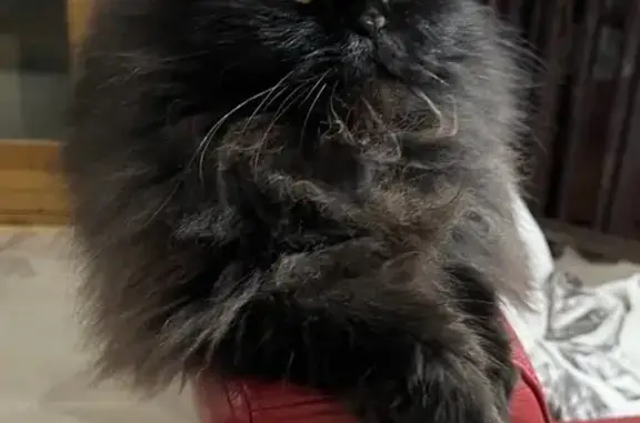 Gato Persa Negro Perdido en La Puebla