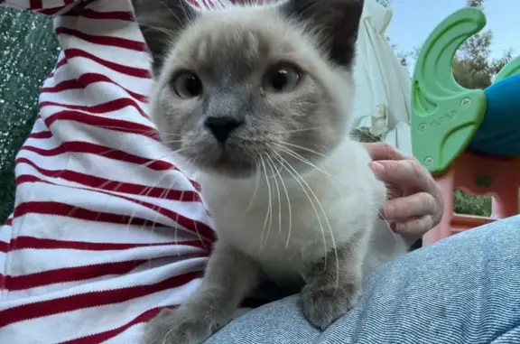 Animaux trouvés Ajaccio, photo: Chat blanc/gris yeux bleus trouvé à Ajaccio