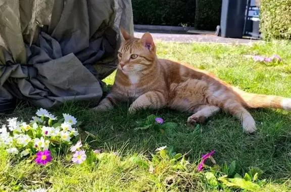 Animaux perdus Épinal, photo: Chat perdue à Épinal, Route de Jeuxey