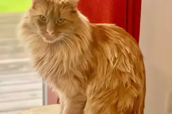 Animaux perdus , photo: Chat roux perdu à Rougemontiers