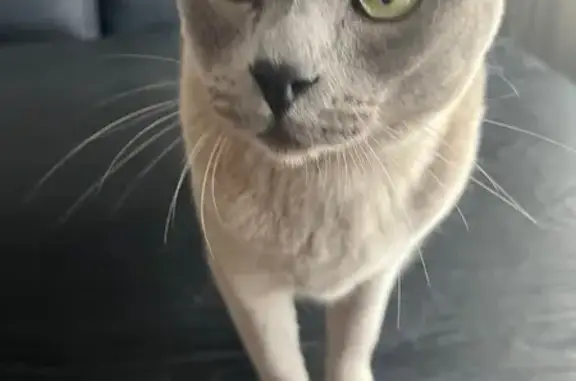 Lost Blue Burmese Cat: Fitzroy Area