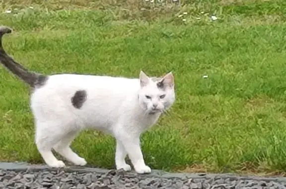 Chat trouvé Écommoy, photo: Chat trouvé avec collier à Écommoy