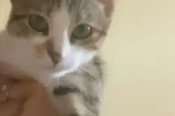 Animaux perdus Saint-Denis, photo: Chat perdu à Saint-Denis, 1er mai 2025