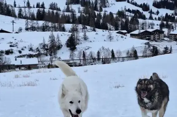 Chiens perdus à Brissac, contactez-nous ! - photo