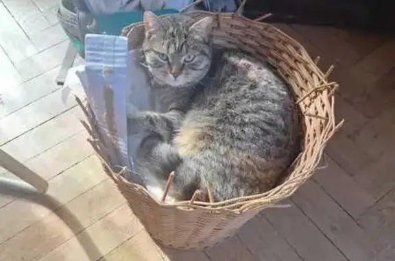 Animaux perdus Nantes, photo: Chat perdue à Nantes, près de Vannes
