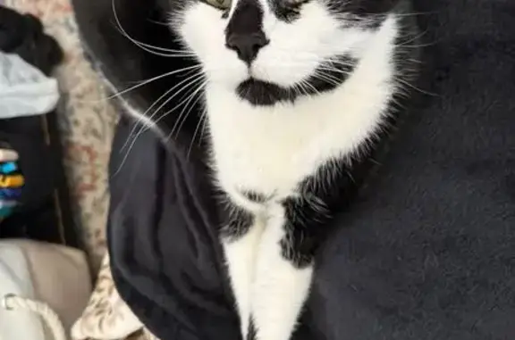 Lost Tuxedo Cat: Indoor, Loves Treats