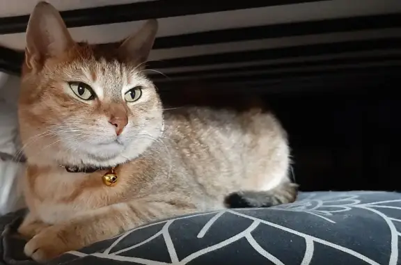 Chat perdu, Tourcoing, photo: Alerte : Chat tigré perdu à Tourcoing