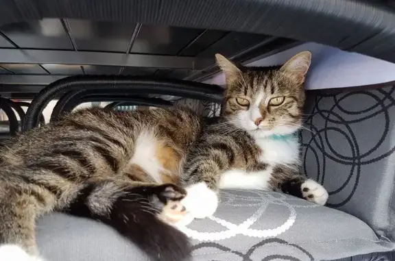 Animaux perdus , photo: Chatte tigrée perdue à Lupstein