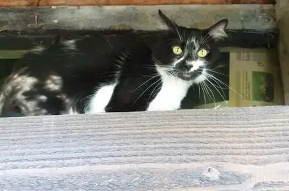 Chat trouvé Saint-Laurent-du-Pont, photo: Chat trouvé, peureux, Rue du Cotterg