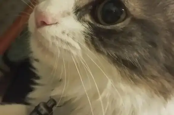 Animaux perdus Limoges, photo: Chatte perdue à Limoges : Leia, poil mi-long