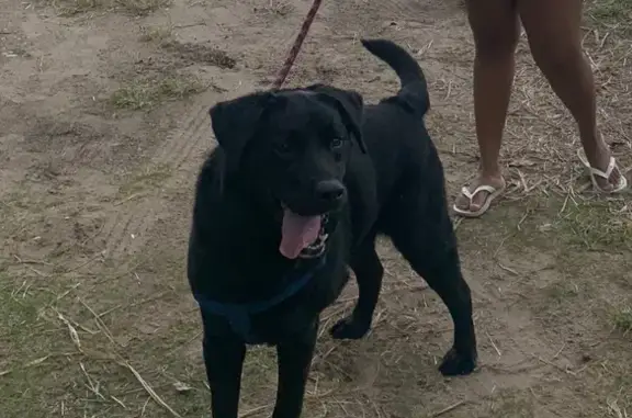 cachorro desaparecida