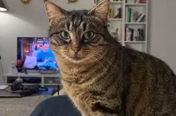 Animaux perdus Strasbourg, photo: Chatte tigrée perdue à Strasbourg