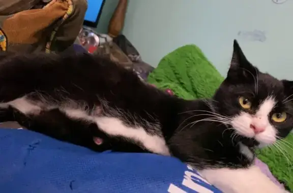 Pregnant Cat Missing: Sweet, Watery Eye