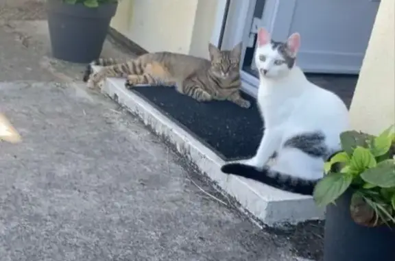 Animaux perdus , photo: Chatte blanche tachetée perdue à Ouarville