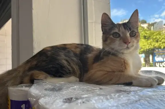 gato desaparecida