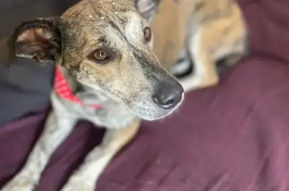 cachorro encontrada