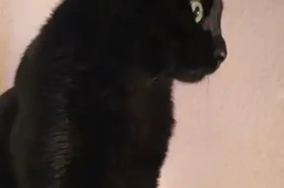 Gato Negro Perdido en Viladecans: Ayúdanos a Encontrarlo