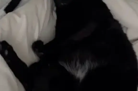 Lost: Unique Black Cat in San Jose Area