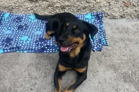 cachorro encontrada