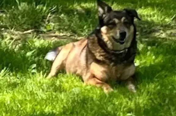 Lost Shepherd Mix: Unique Ears & Limp