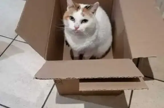 Chatte épileptique perdue à Saussenac - photo