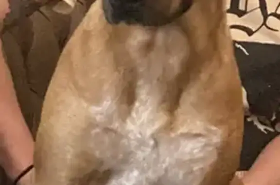 Lost Dog: Shy Brown Mix Near Punxsutawney