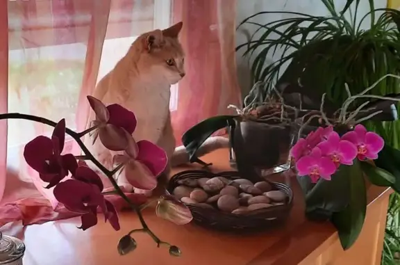 Minette perdue, beige et blanche, Niévroz - photo