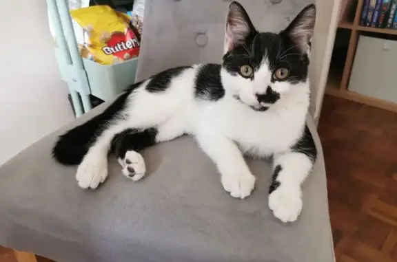 Lost Cat: Guinness with a Side Moustache