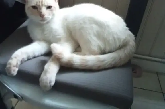 Animaux perdus Saint-Quentin, photo: Chat perdu : Red point, oreilles/queue rousses