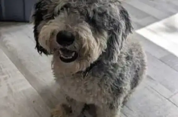 Lost Microbernedoodle Bleu: Reward!