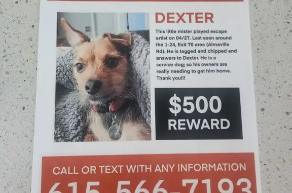 Lost Dog: 11lbs, Red Collar, Smyrna