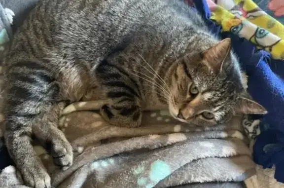 Missing cat , photo: Lost Grey Tiger Cat: Gato in Stanley