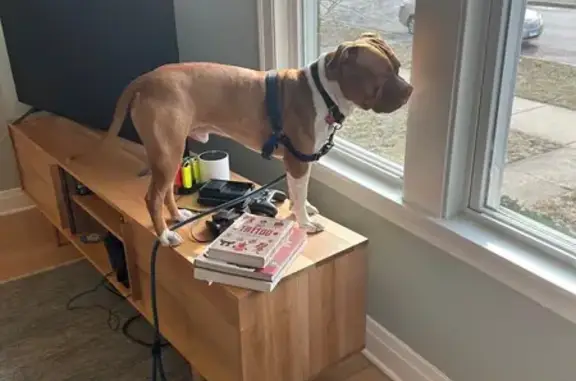 Lost: Friendly Brown Pit Bull in Chicago