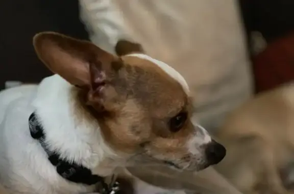 Lost Dog: White with Heart-Shaped Spot