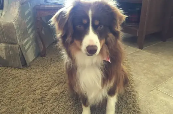 Lost Mini Aussie Shepherd: Oak Hills Area