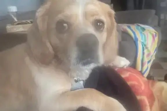 Lost Dog: Light Brown, Denison Ave, CLE