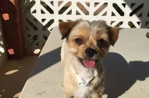 ¡Ayuda a encontrar a Nico, perro perdido!