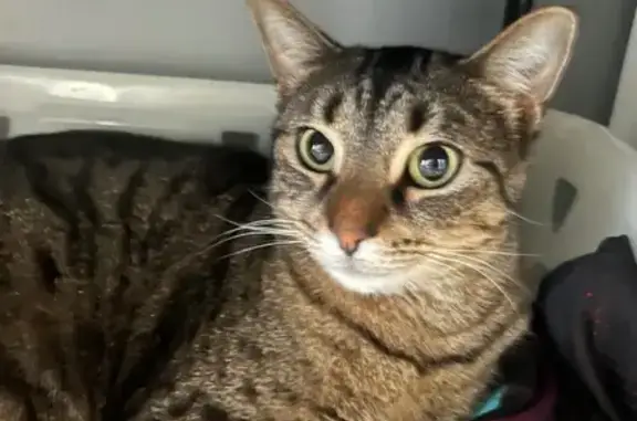 Lost Dog: Multi-Colored Fur, Green Eyes